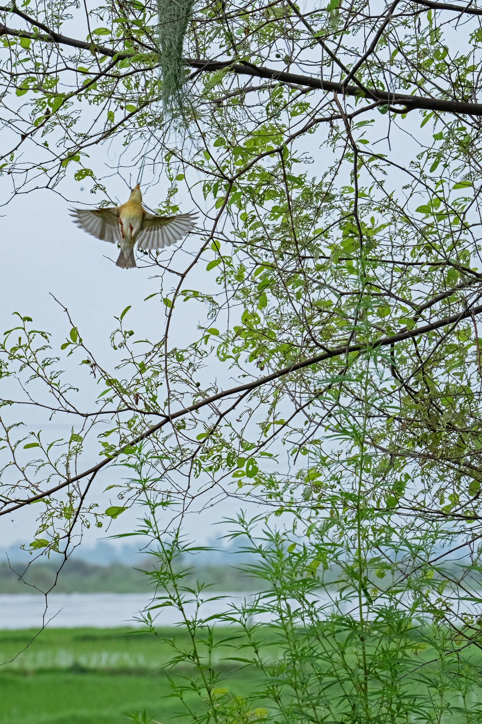 Baya weaver flying to its next in Beas, Punjab.