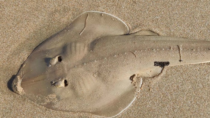 Guitarfish: The Threatened Coastal Cruisers of South Goa