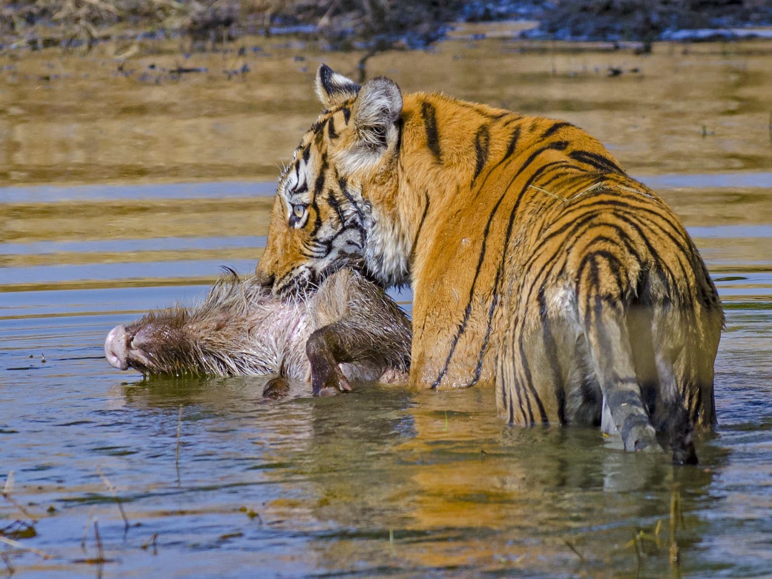 How Do Tigers, Leopards and Dholes Share Resources?
