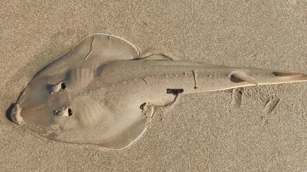 Guitarfish: The Threatened Coastal Cruisers of South Goa