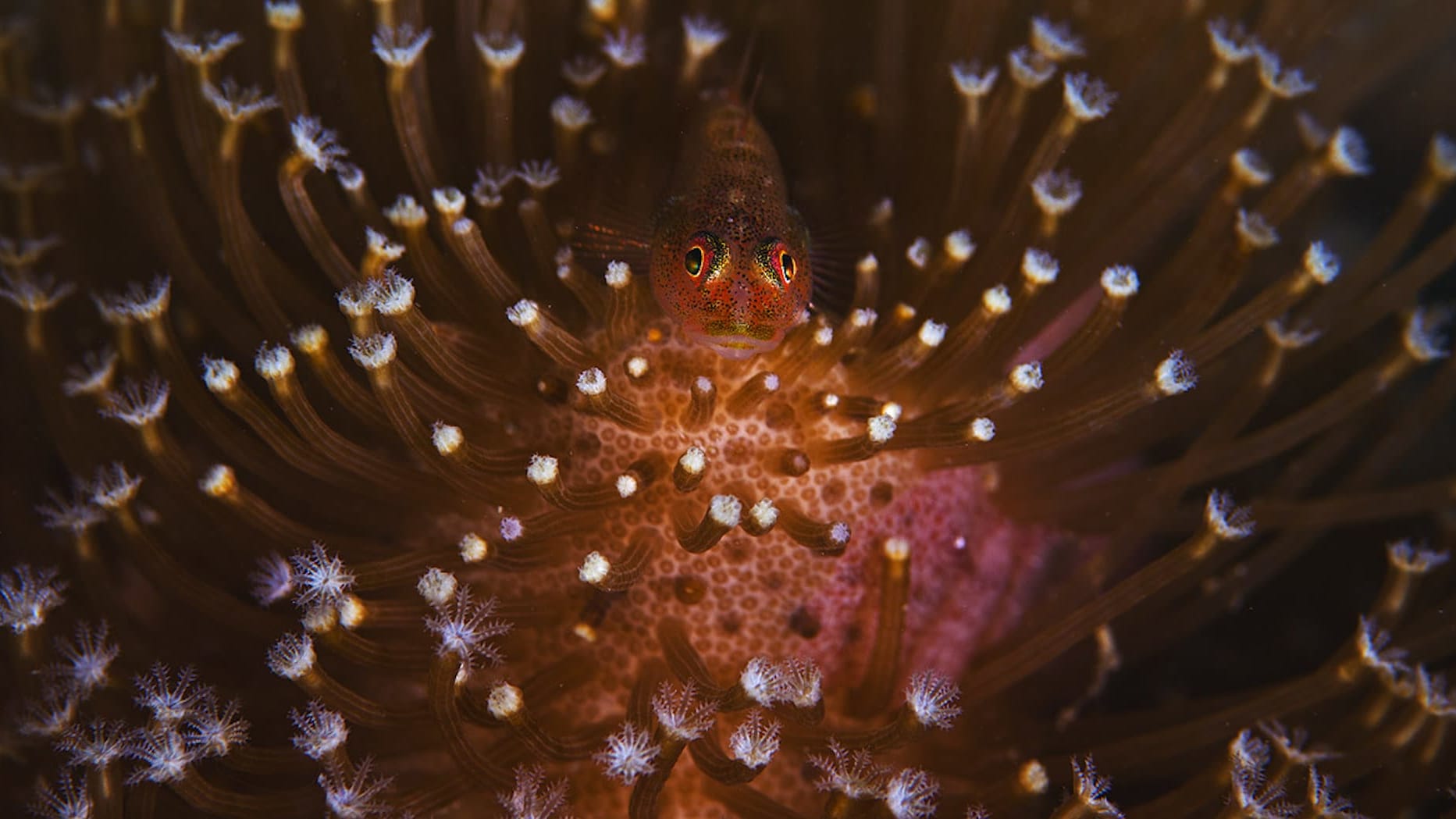Tiny But Tenacious: Micro Life on the Andaman Reef