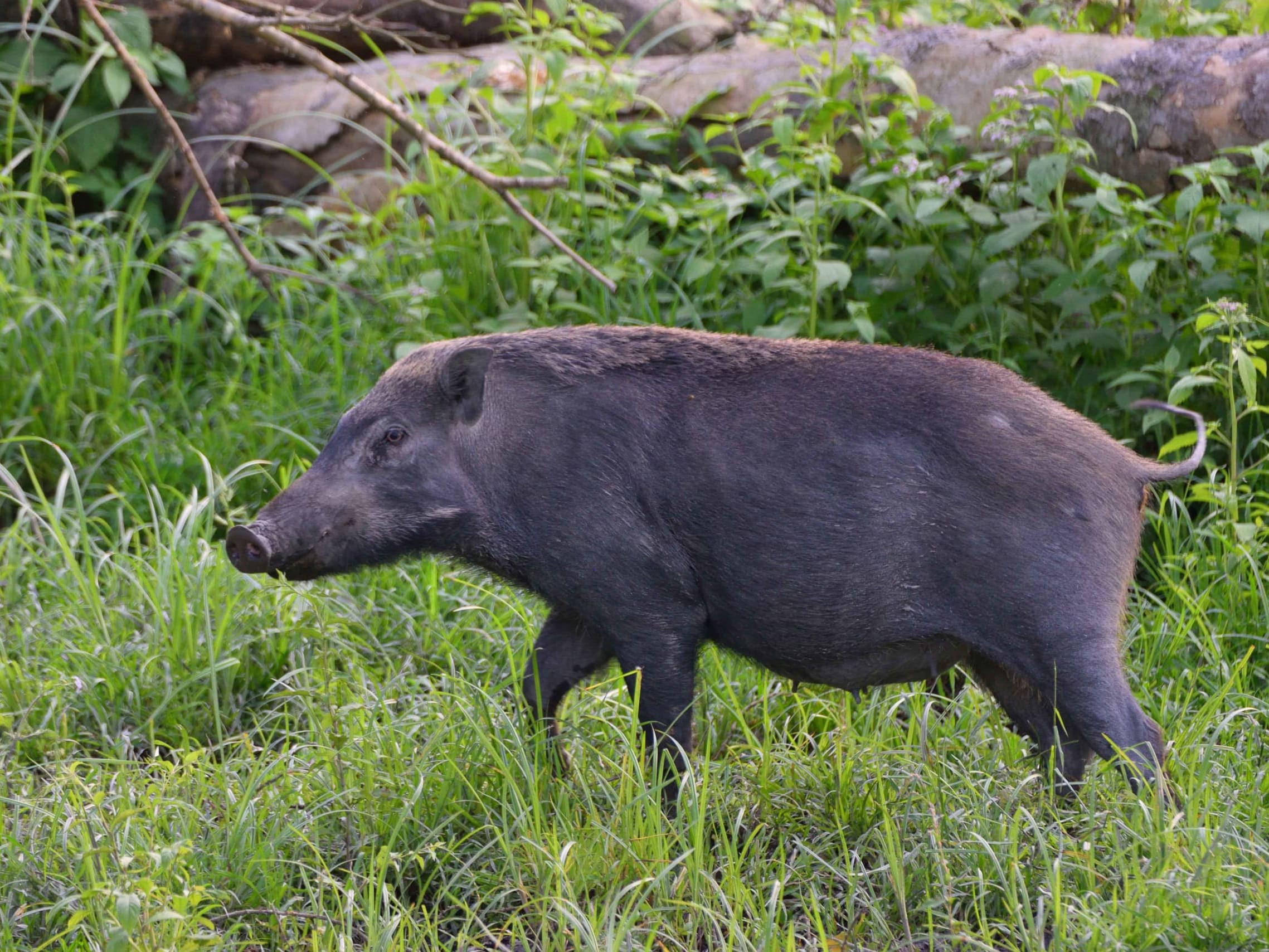 Crop Raids by Wildlife on the Rise in Kaziranga