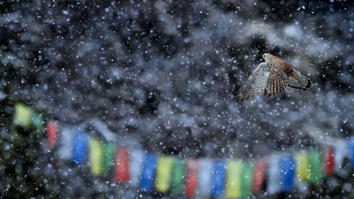 Eurasian kestrel 