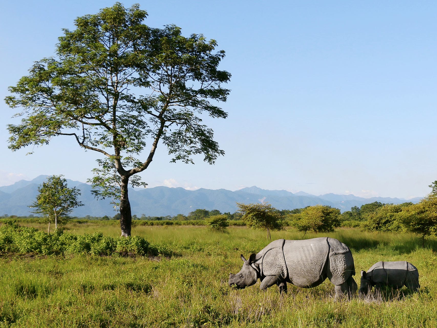 Rhinos Rebound in Manas