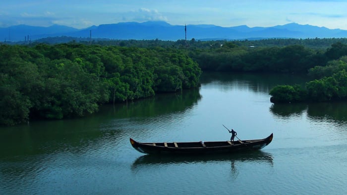 Concerted Efforts Crucial to Safeguard Kerala's Mangroves
