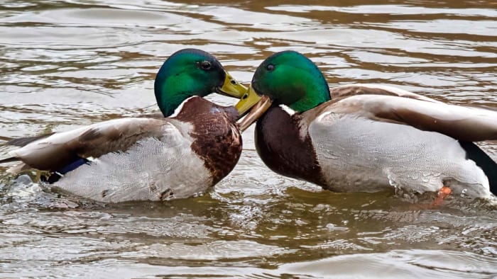 Stigmas in Research Revealed as Study Finds More Animals Showing Same-sex Behaviour