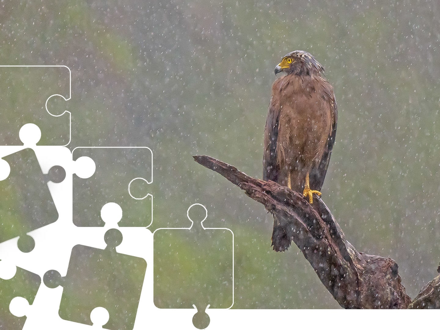 Crested serpent eagle