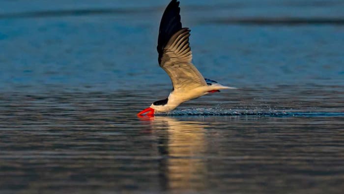 chambal indian skimmer one flight skimming water 