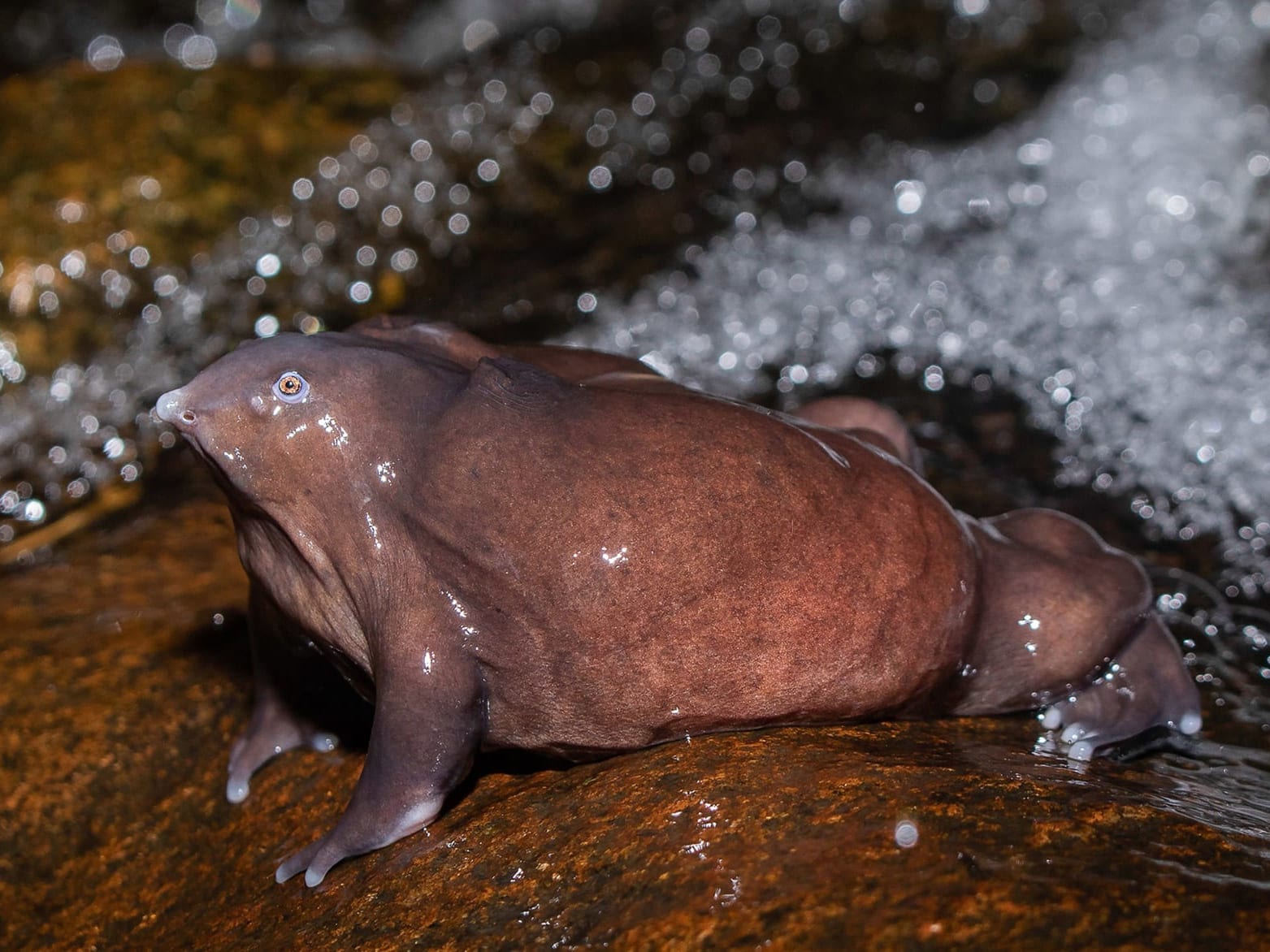 Living Fossils: Old-World Creatures in the Wild