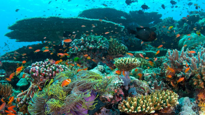 Life of Corals: The Reef Assembly