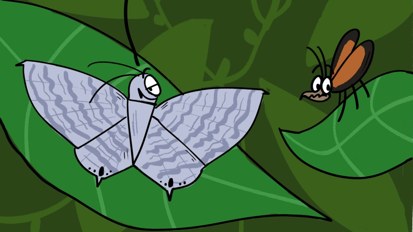 The Grey Swallowtail Moth Chooses Sustainability Over Fashion