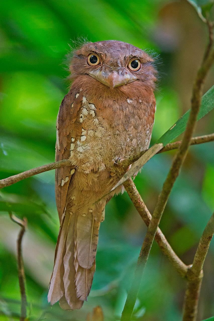 In a Twitter about Thattekad Bird Sanctuary