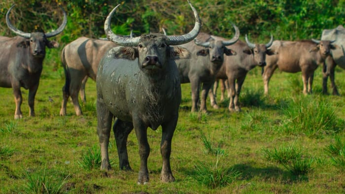 As Central Indian Wild Water Buffalo Faces Extinction, can Reintroduction Revive Their Numbers?