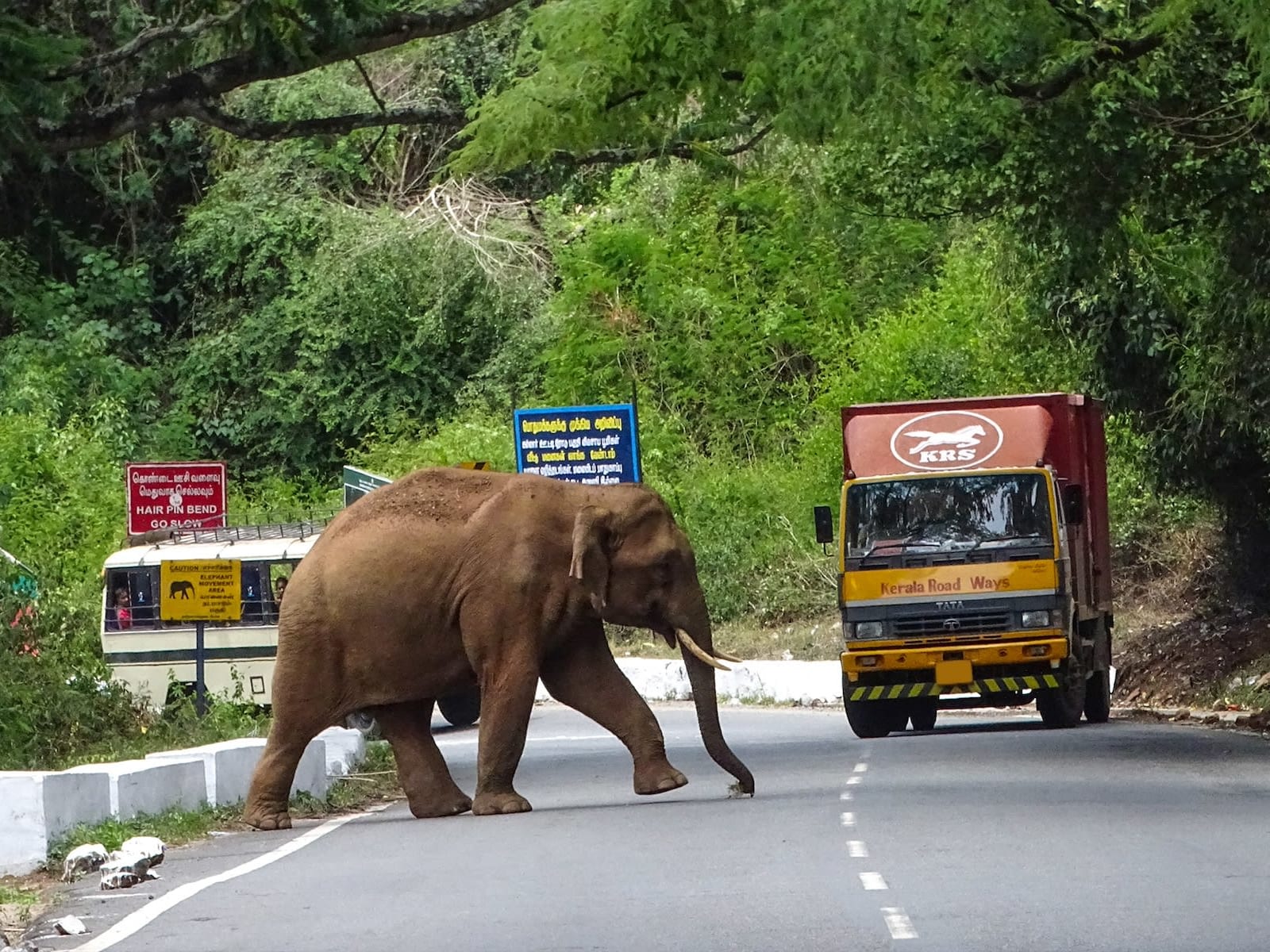 Shadowing Elephants: The Story of Kallar