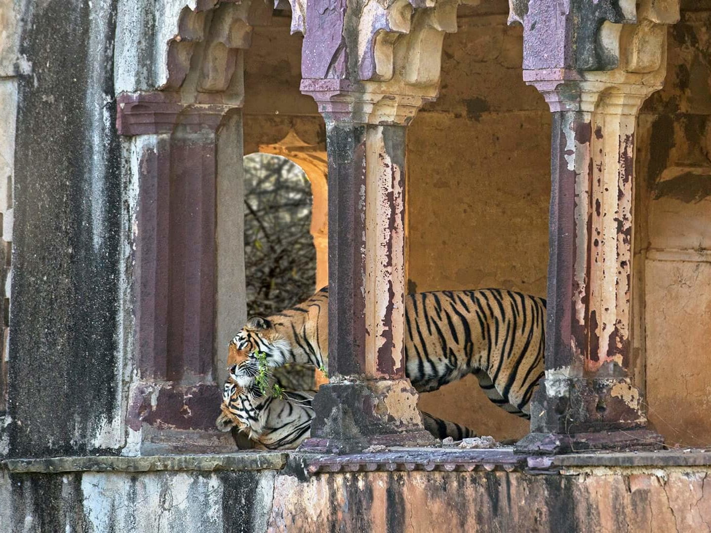 Eye on the Tiger: Memories of Photographing the Wild Cat