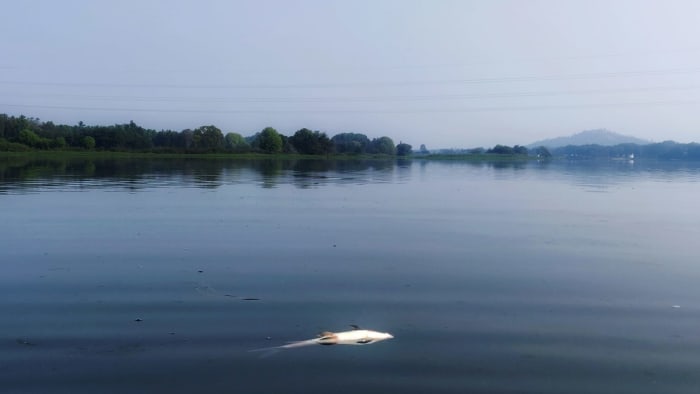 Dying River: Declining Water Quality and Fish Stocks on the Cauvery