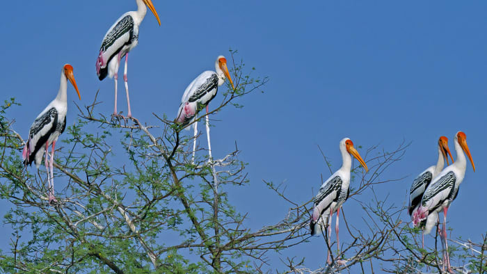 painted-stork-tree-symmetrical-blue-sky