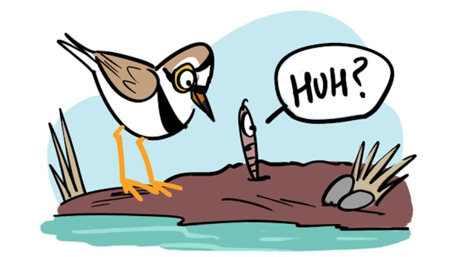 To Fork or Not to Fork: Dinner Etiquette with the Little-Ringed Plover