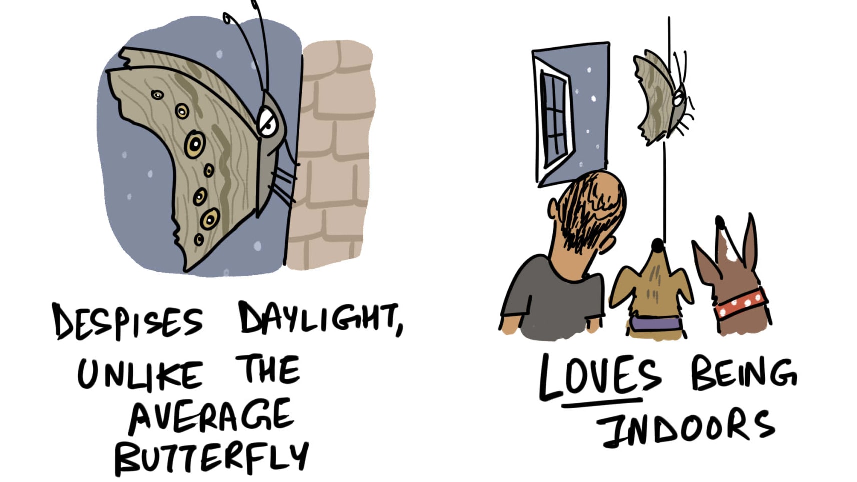 The Evening Brown Butterfly Defies Definitions