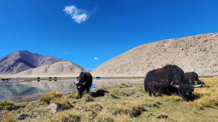 Beleaguered Pastoralists of the Trans-Himalaya: Chronicle of a Travesty Foretold