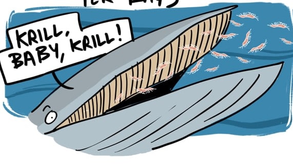Whalesome Facts About the Blue Whale