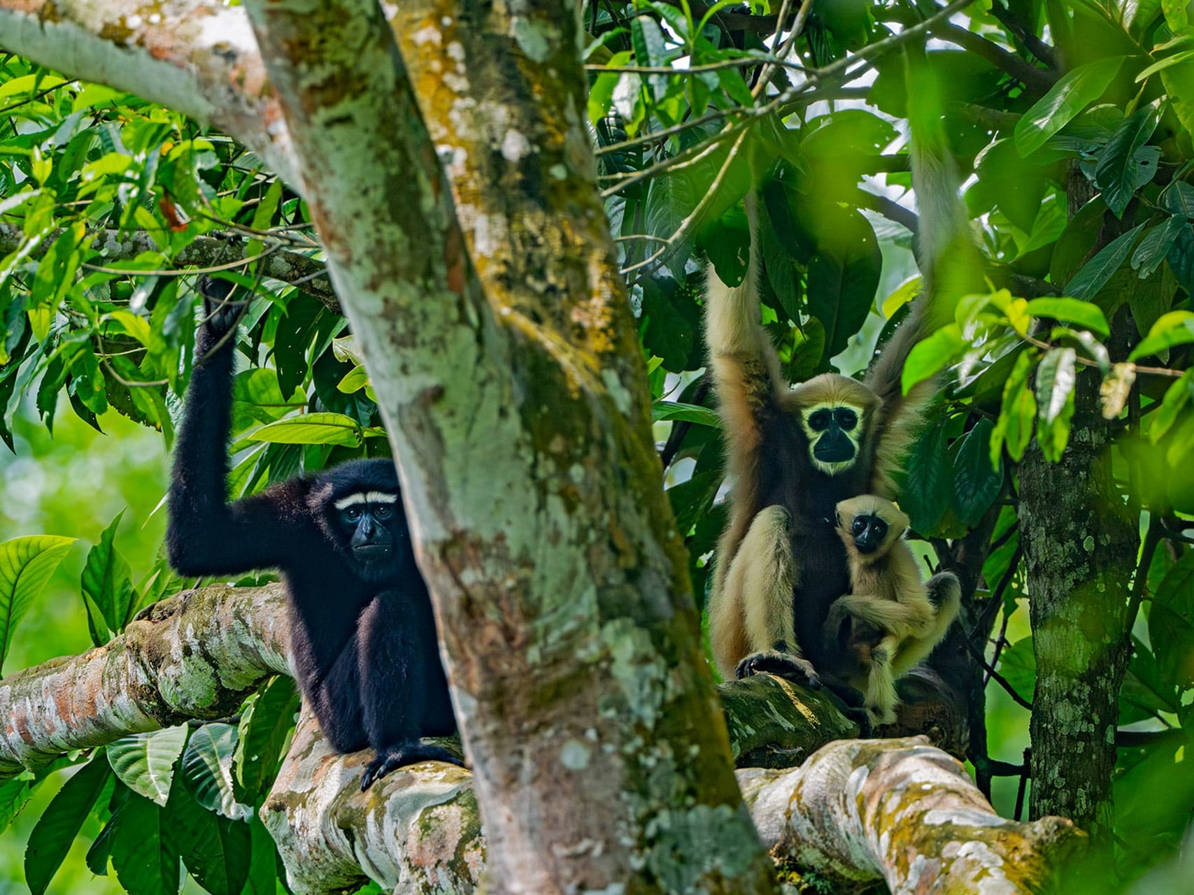 Arboreal Actors:  Tree Dwellers of Dehing Patkai