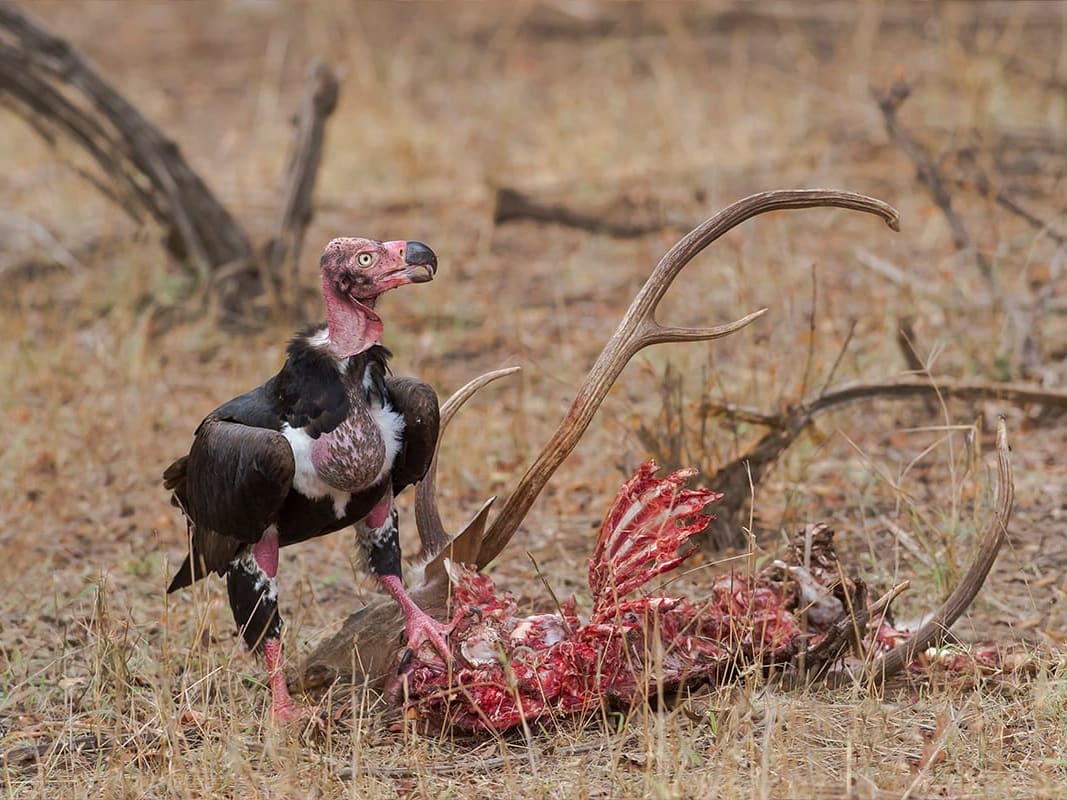 Sizing the Scavenging Value of Vultures