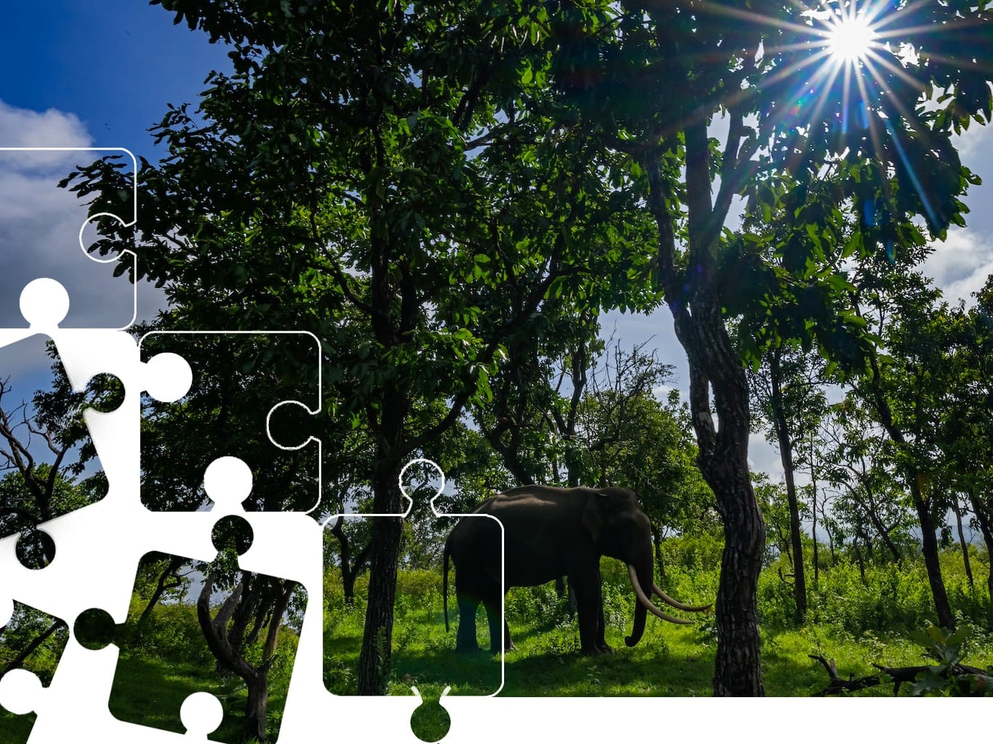 Wildlife Puzzle: Asian Elephant