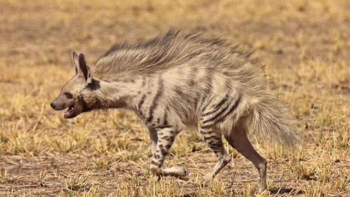 Not the Witch’s Steed: Why the Hyena is India’s Most Misunderstood Predator
