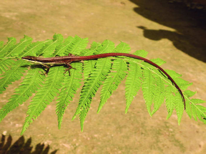 Sikkim Grass Lizard 