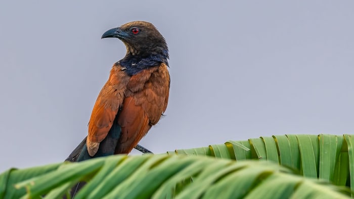 Greater coucal 