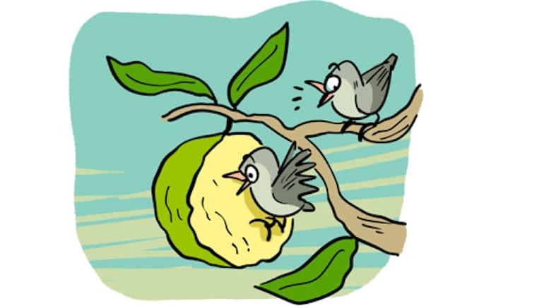 A Day in the Life of a Generous Guava Tree