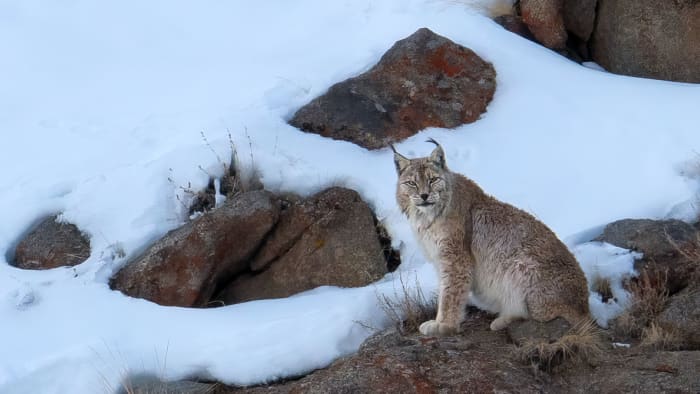 A Himalayan lynx in India