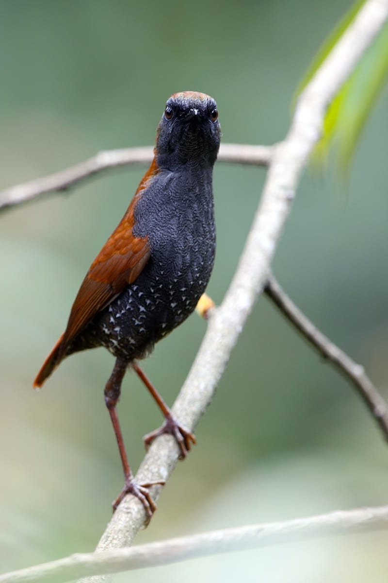 Elevational Movements of Himalayan Birds Lend Clues to Improve Conservation Efforts