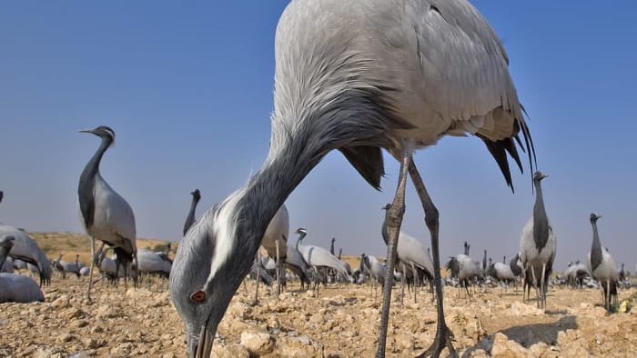Demoiselle Cranes of Khichan