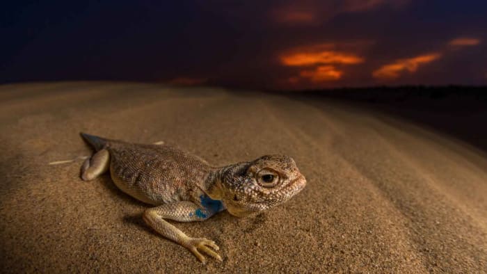 Dune Dinos: Laungwala Toad-headed Agama of the Thar Desert