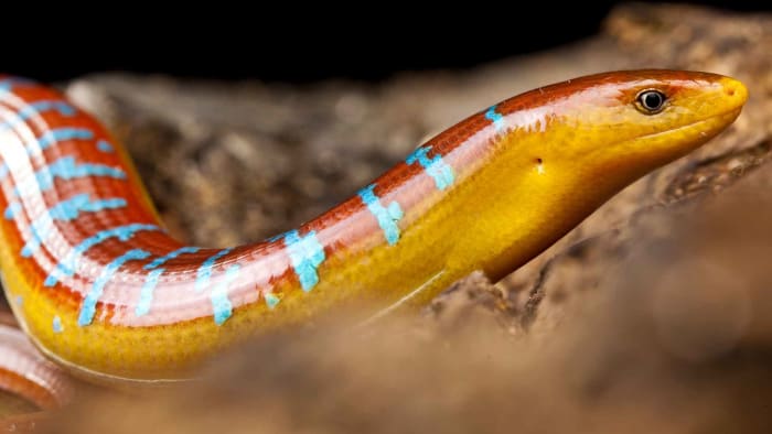 Asian Glass Lizard: Jewel-toned Enigma from the Northeast