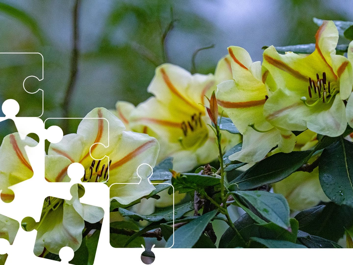 Lady Dalhousie's rhododendrons