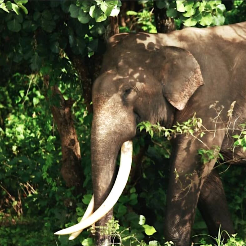 The Wild Elephants of the Andaman Islands 