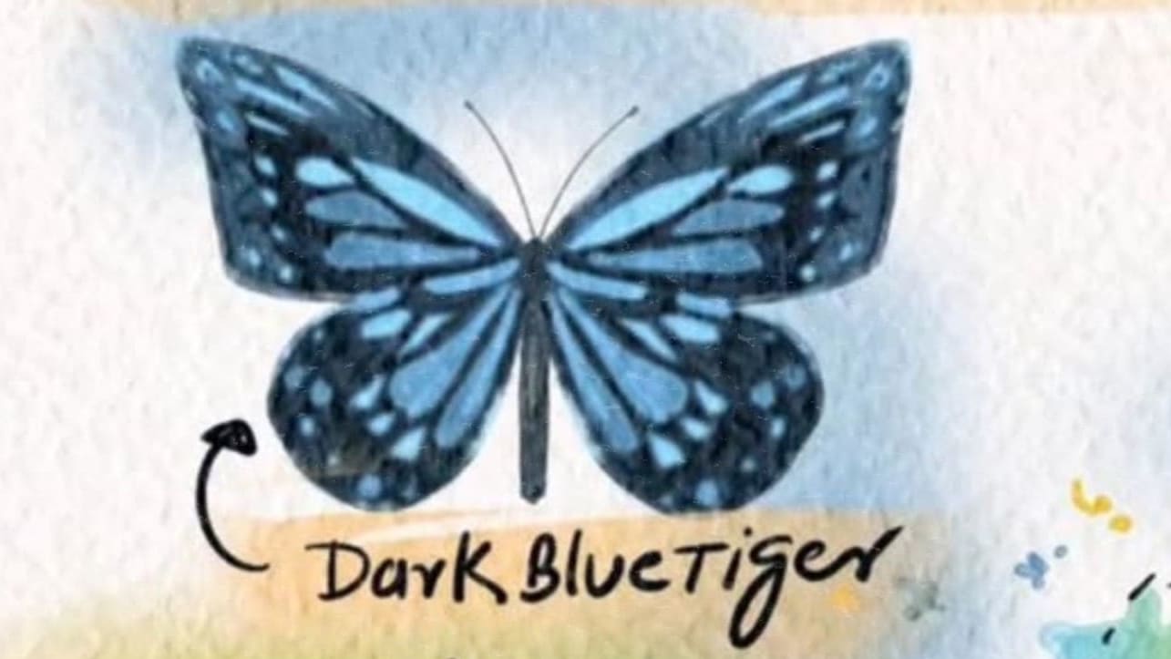 Nature Conscious: Migration of the Blue Tiger Butterfly