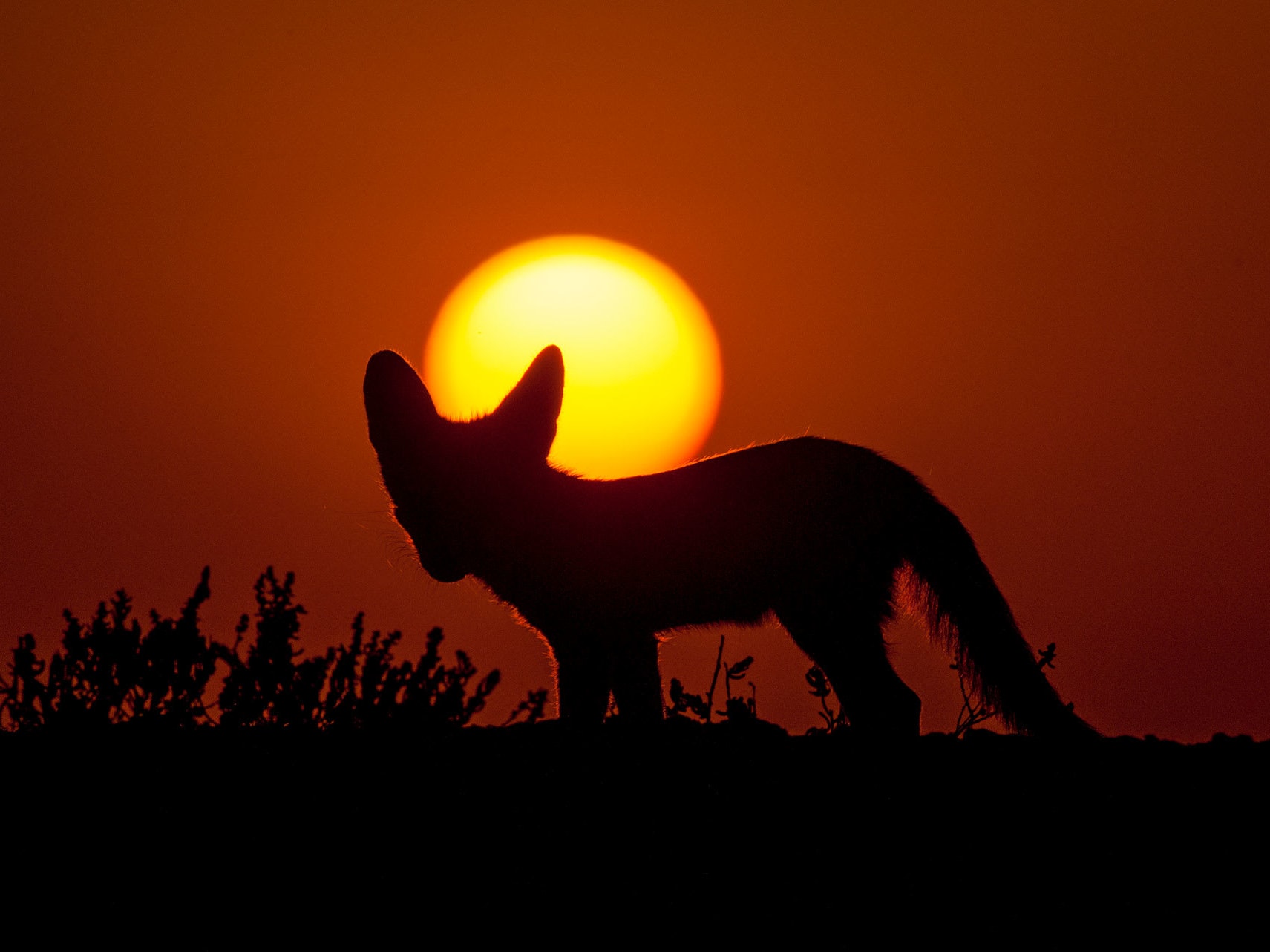 Furry and Feisty the Desert Fox Endures