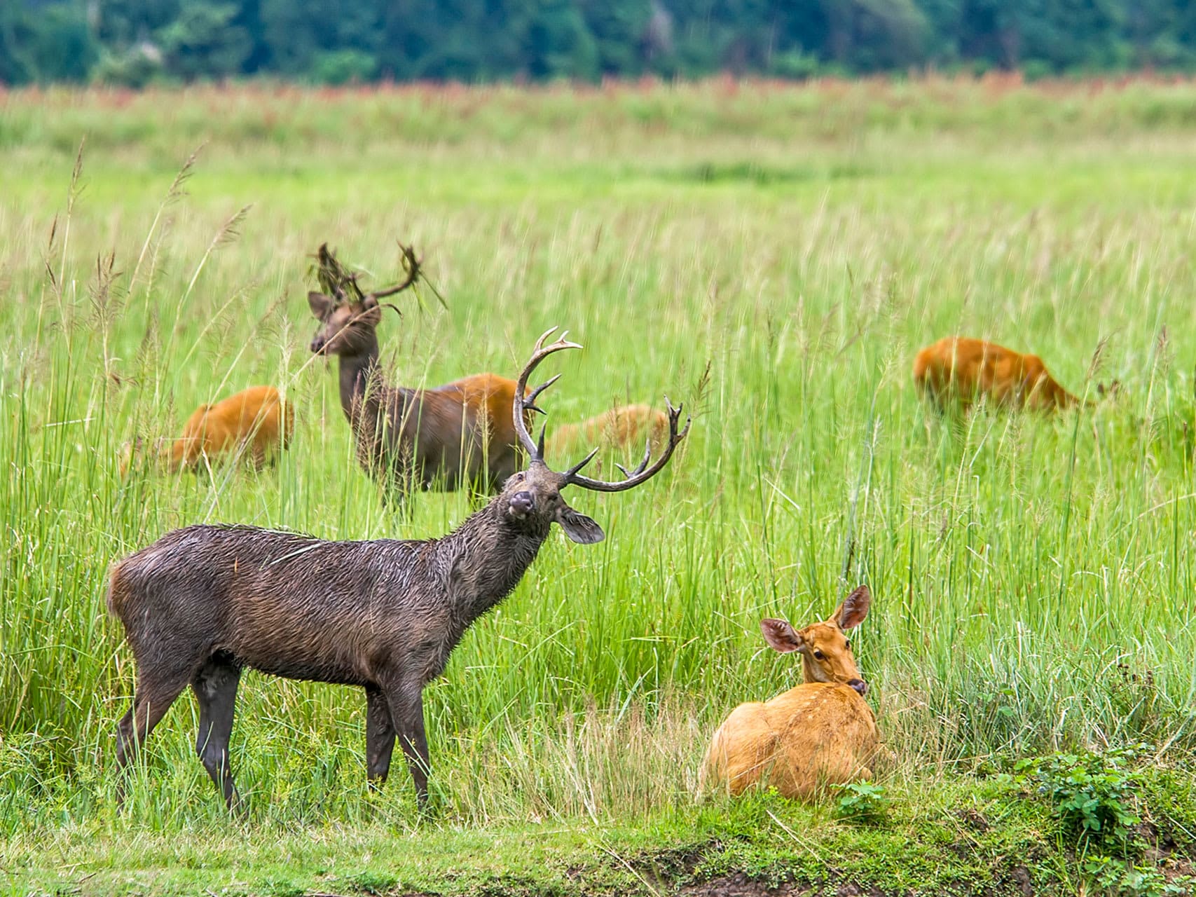 Grasslands are the Eastern Swamp Deer’s Only Domain