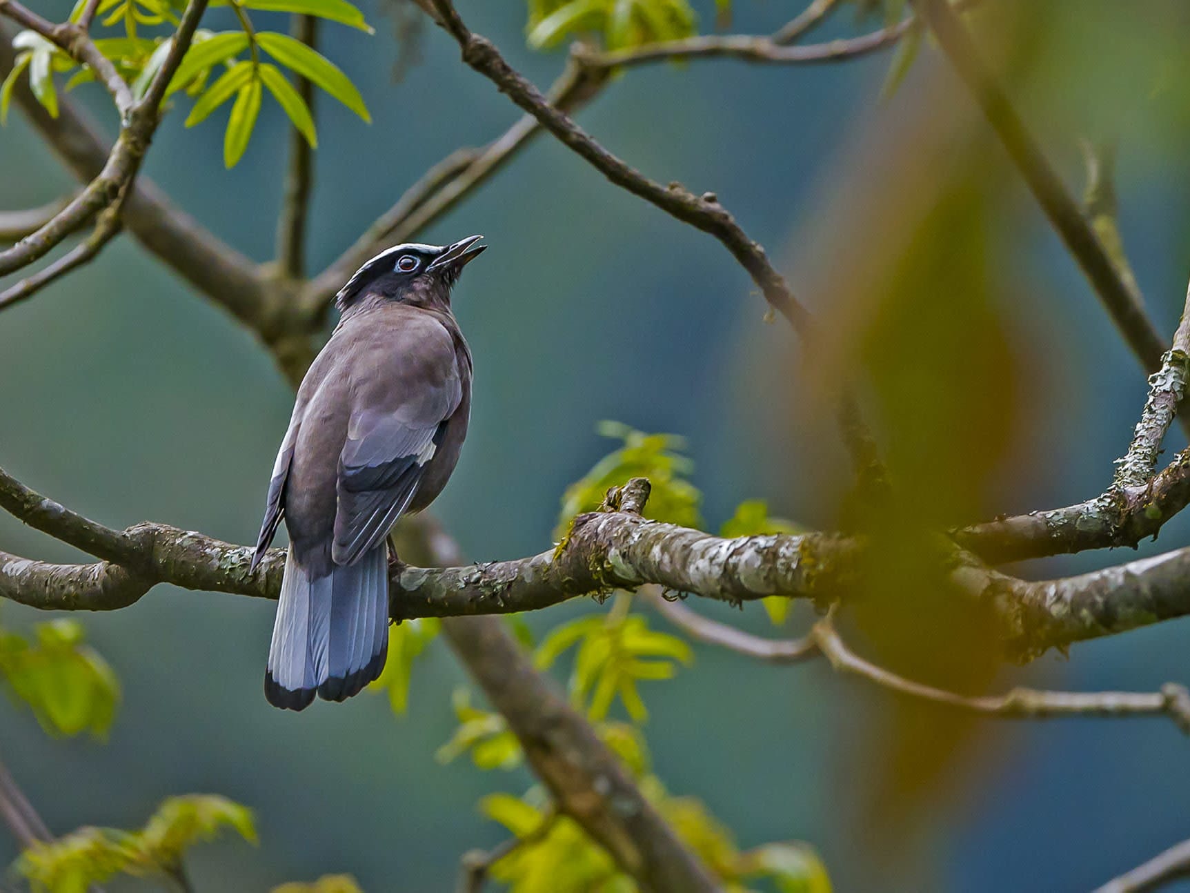 Pretty Cochoas: Sparking Joy in the Himalayas