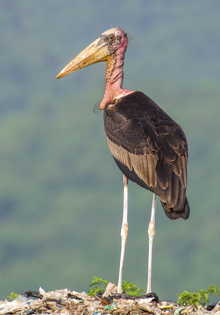 Tall Dark and Handsome The Greater Adjutant  RoundGlass 