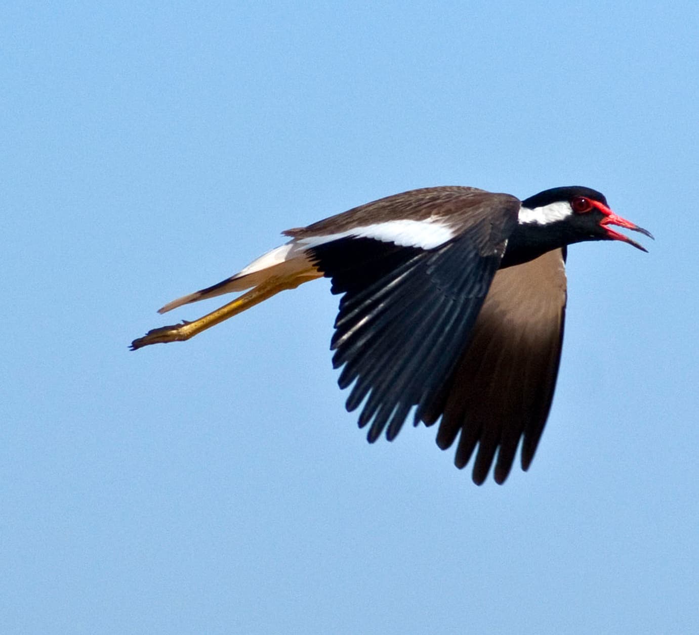 Blend in to Survive, Says the Red-Wattled Lapwing