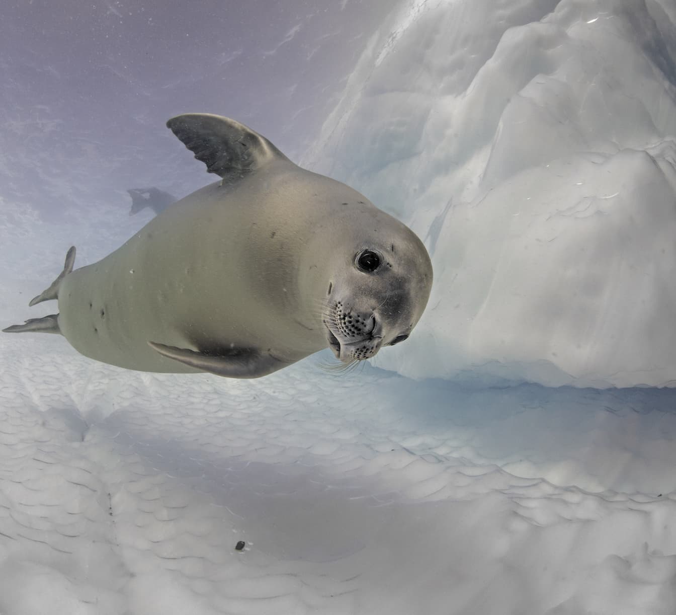 The Crabeater Seal’s Guide to Surviving Antarctica RoundGlass Sustain