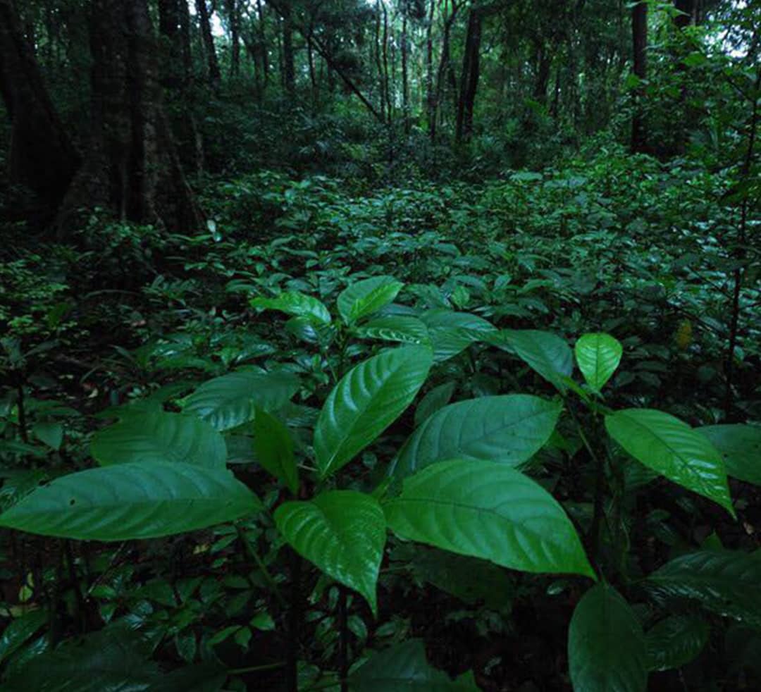 Forest Getaway: The Wet and Wild Agumbe Experience