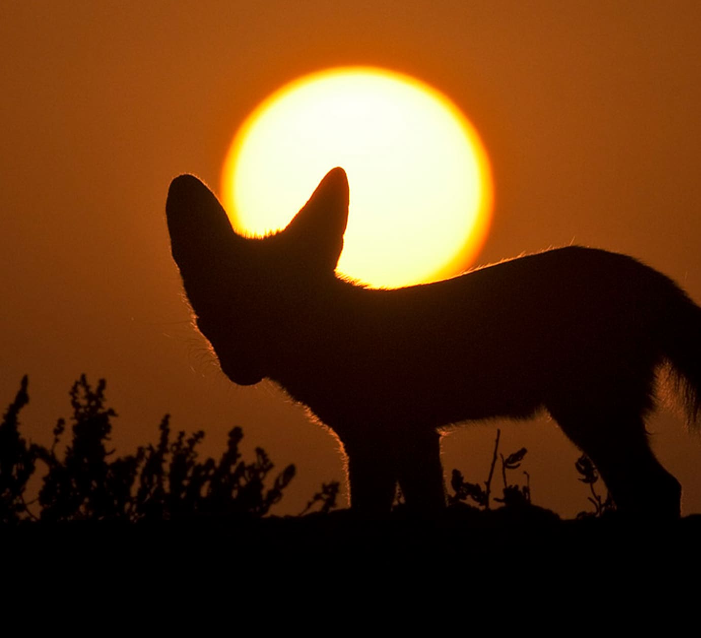 Furry and Feisty the Desert Fox Endures