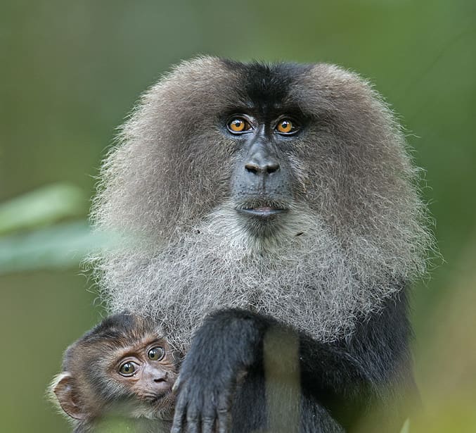 Pride of the Western Ghats: The Elusive Lion-tailed Macaque