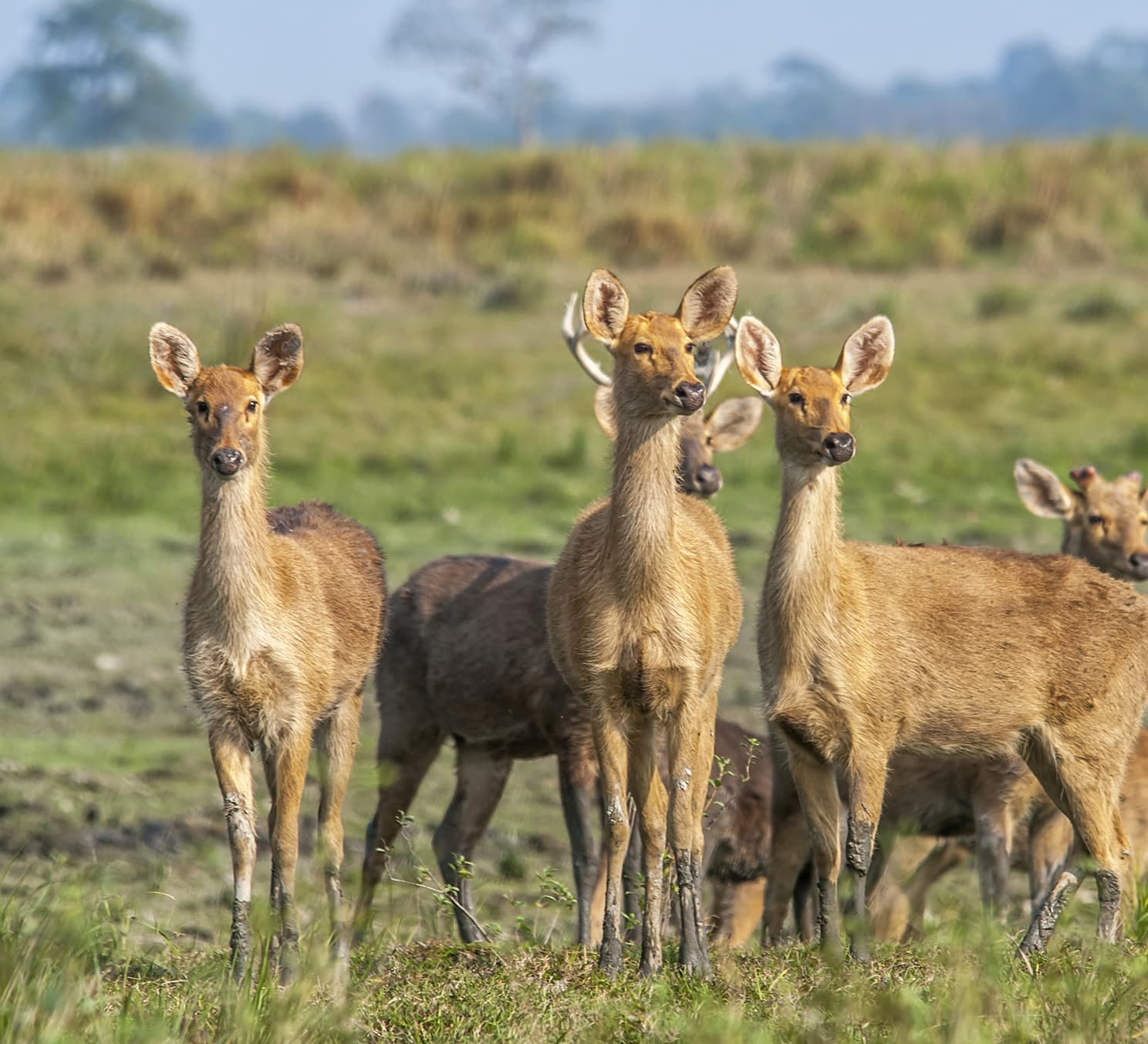 Grasslands are the Eastern Swamp Deer’s Only Domain